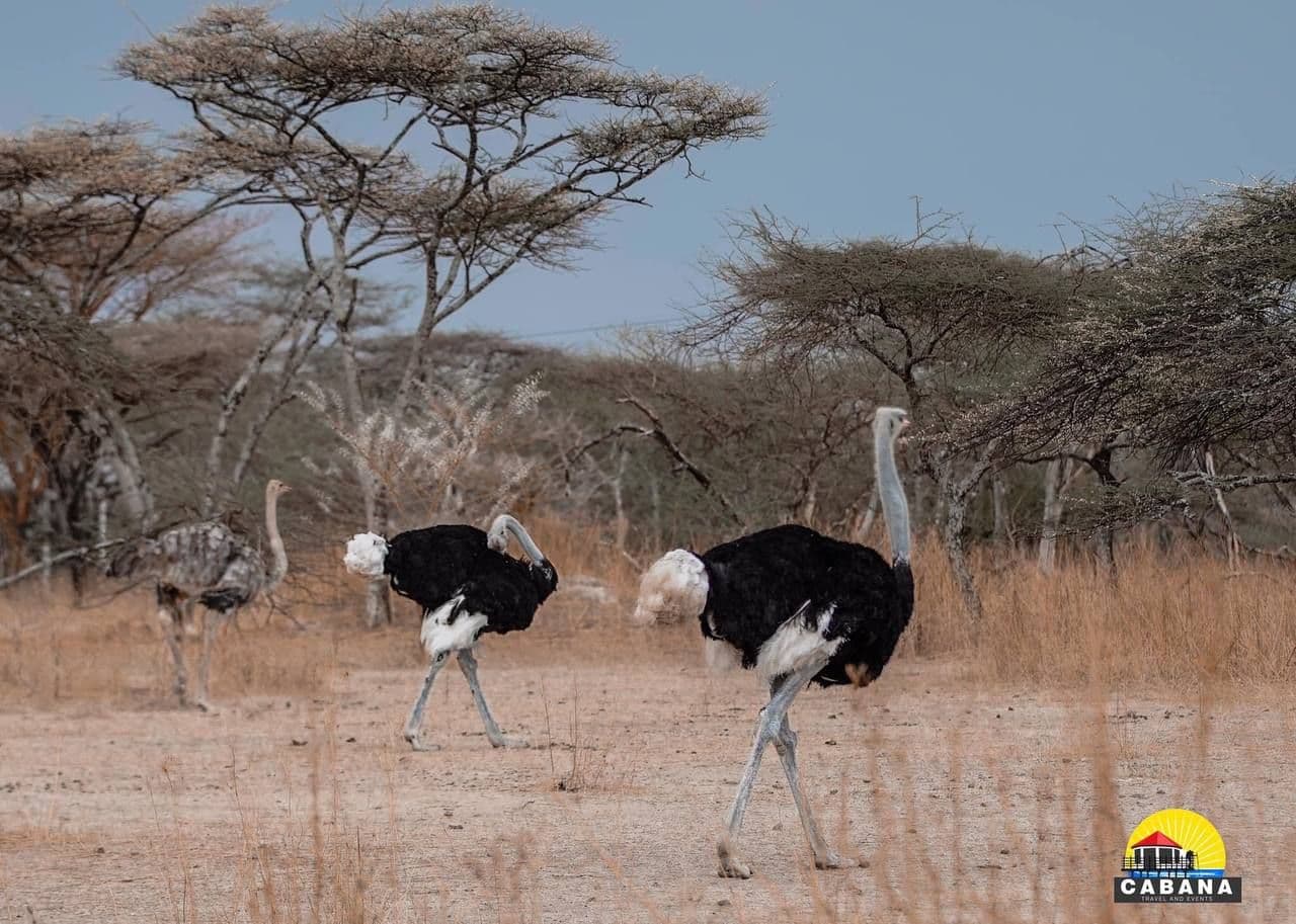 Abijata Shalla National Park